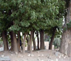 iran_fars_akbarabad_chenars